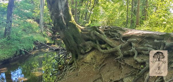 Verwurzelter Baum am Maisinger See