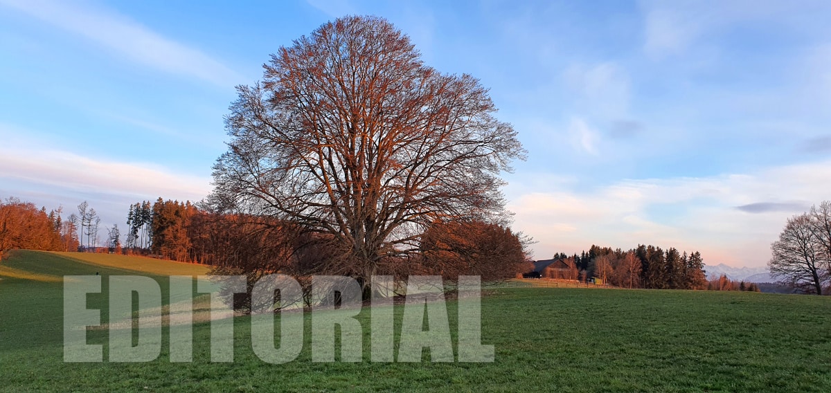 Editorial YIDO mindset 2024-03 - Baum im Hardt i. OBB