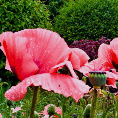 Papaver somniferum. Schlafmohn. Grundlage zur Gewinnung des Schmerzmittels Opium / Morphium.  