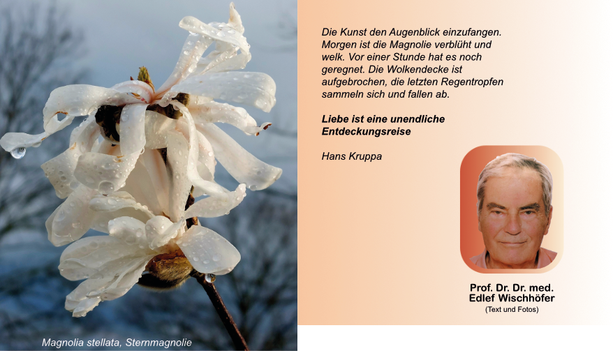 Magnolia stellata, Sternmagnolie