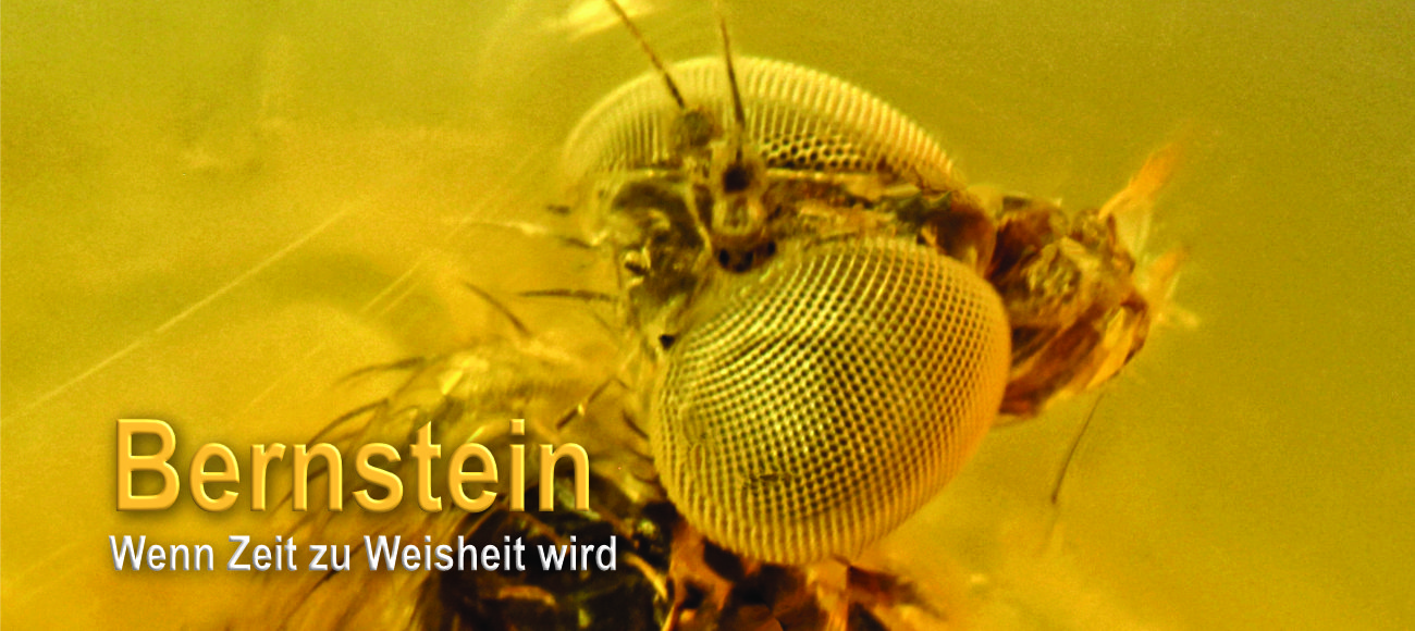 Bernstein: Wenn Zeit zu Weisheit wird